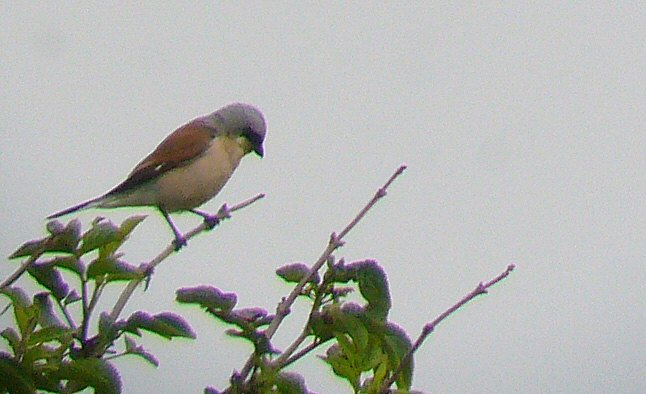 Red-backed Shrike