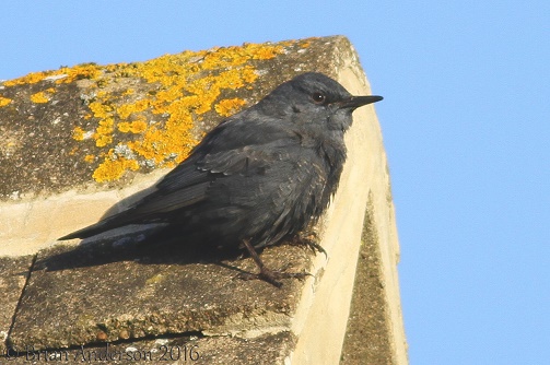 Blue Rock Thrush