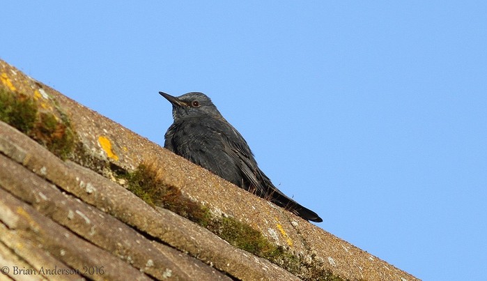 Blue Rock Thrush