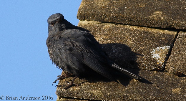 Blue Rock Thrush