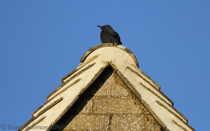 Blue Rock Thrush