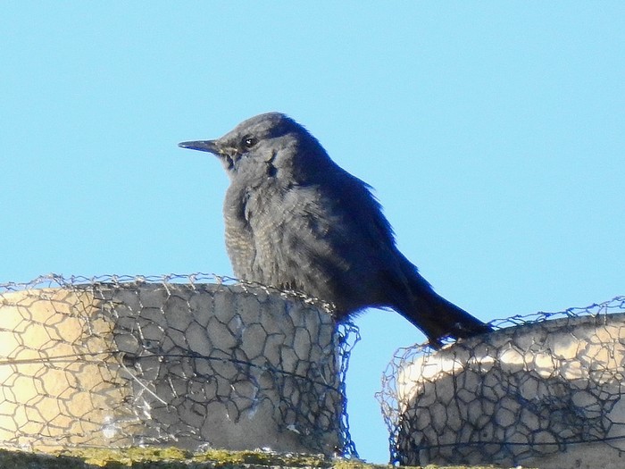 Blue Rock Thrush