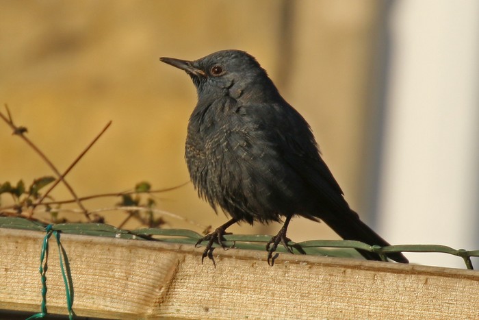 Blue Rock Thrush