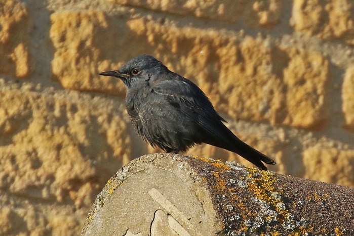 Blue Rock Thrush