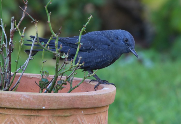 Blue Rock Thrush