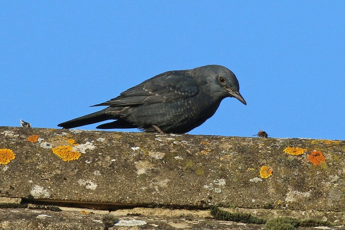 Blue Rock Thrush