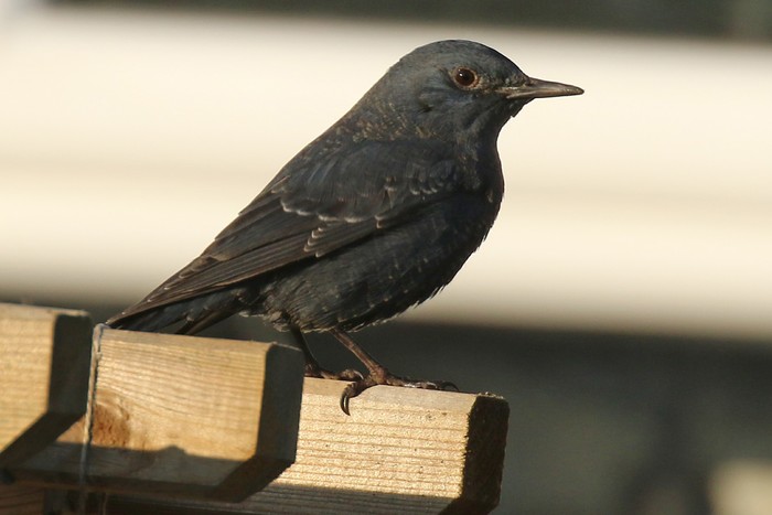 Blue Rock Thrush
