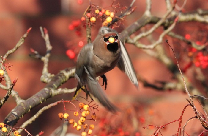 Waxwing