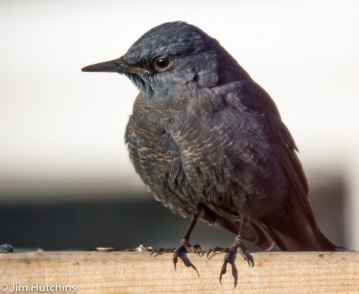 Blue Rock Thrush