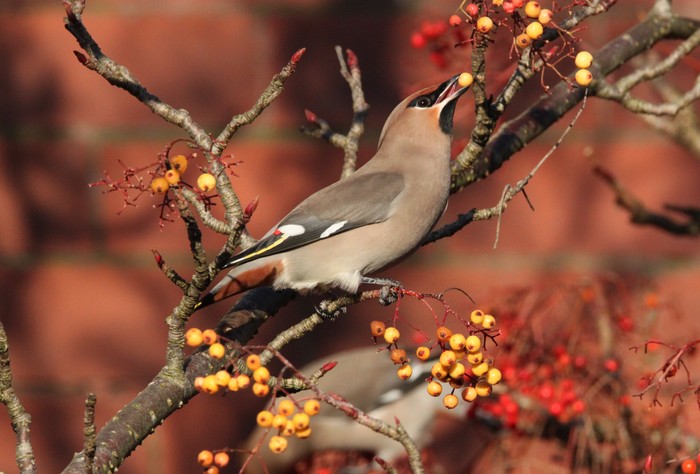 Waxwing