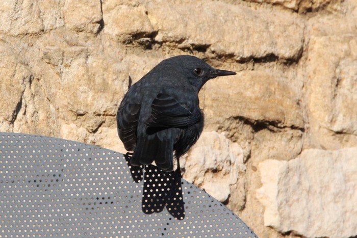 Blue Rock Thrush