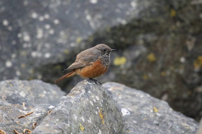 Eastern Black Redstart