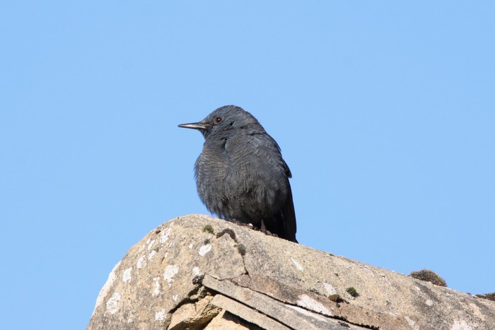 Blue Rock Thrush