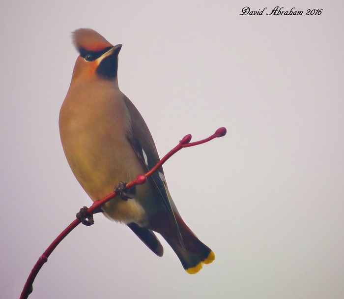 Waxwing