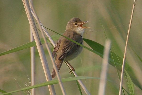 Marsh Warbler