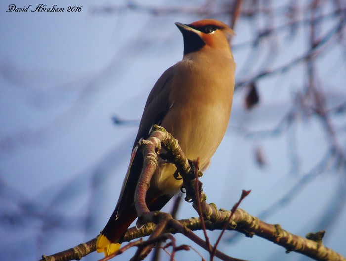 Waxwing