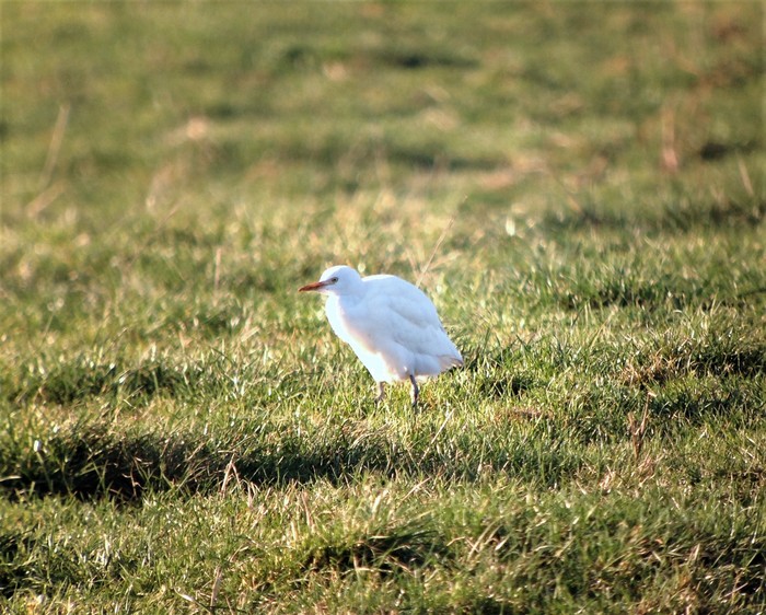 Cattle Egret