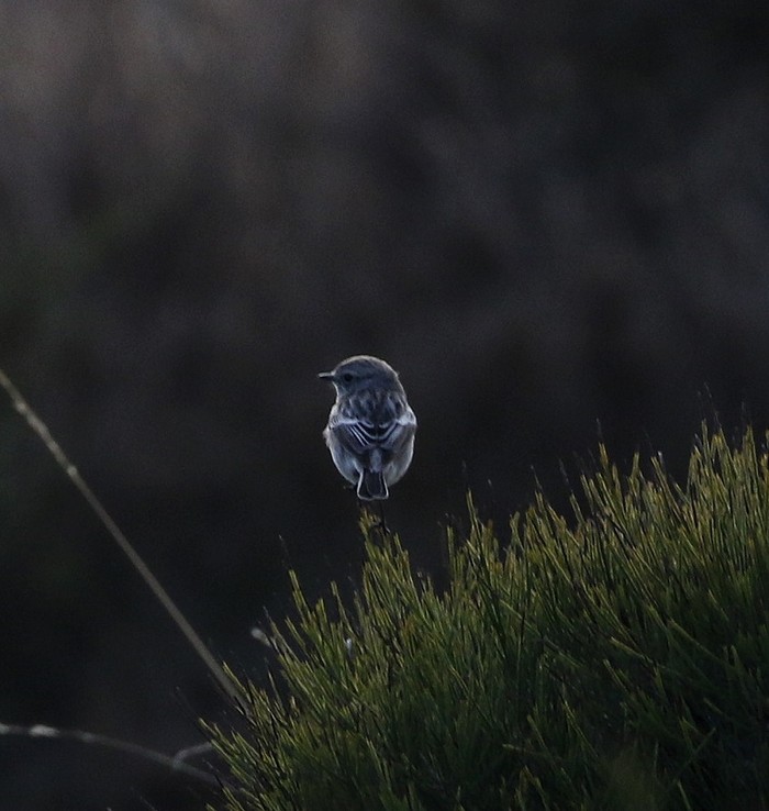 Stonechat