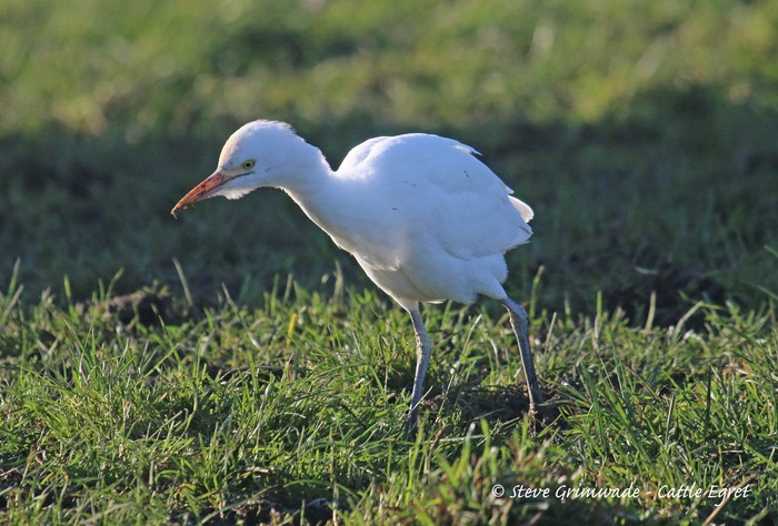 Cattle Egret