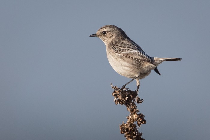 Stonechat