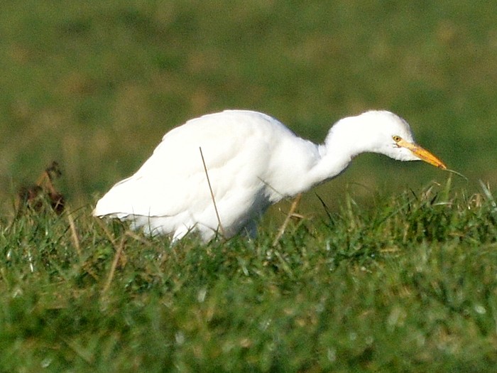 Cattle Egret