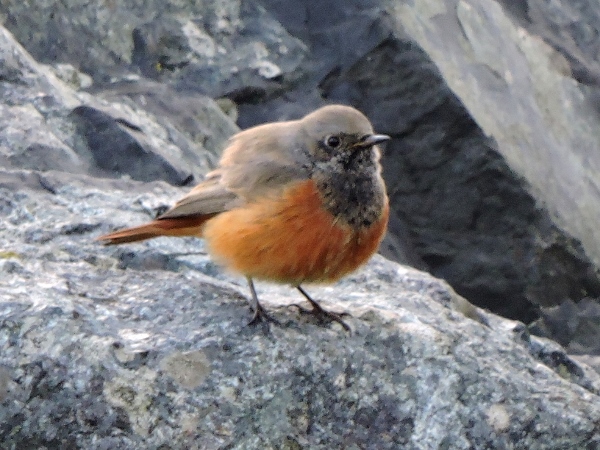 Eastern Black Redstart