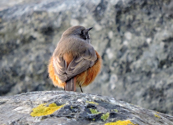 Eastern Black Redstart