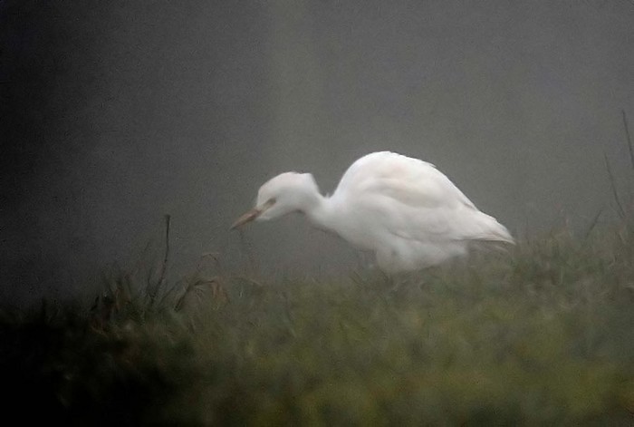 Cattle Egret