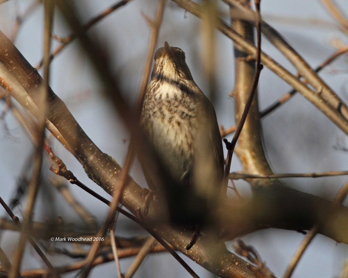 Black-throated Thrush