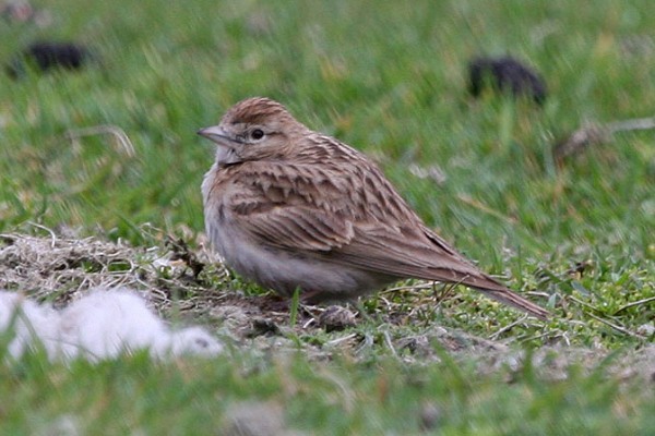 Short-toed Lark