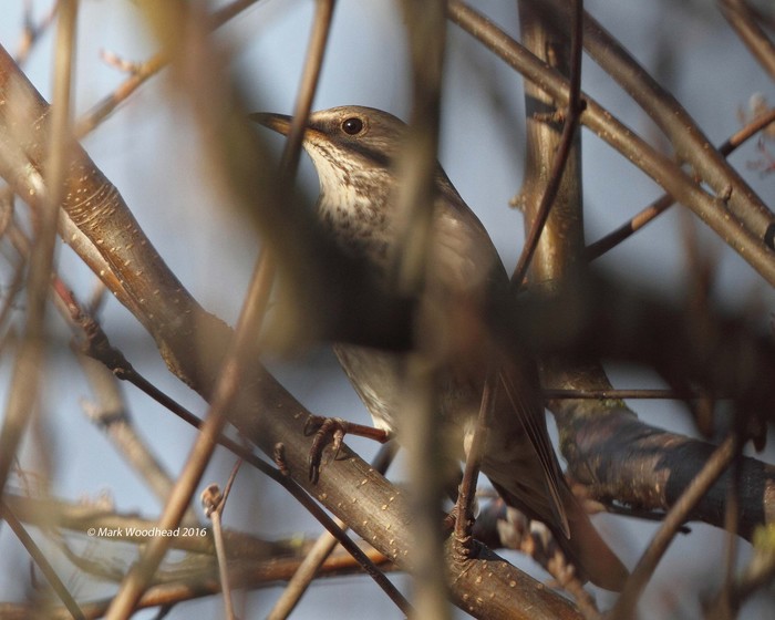 Black-throated Thrush