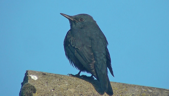 Blue Rock Thrush
