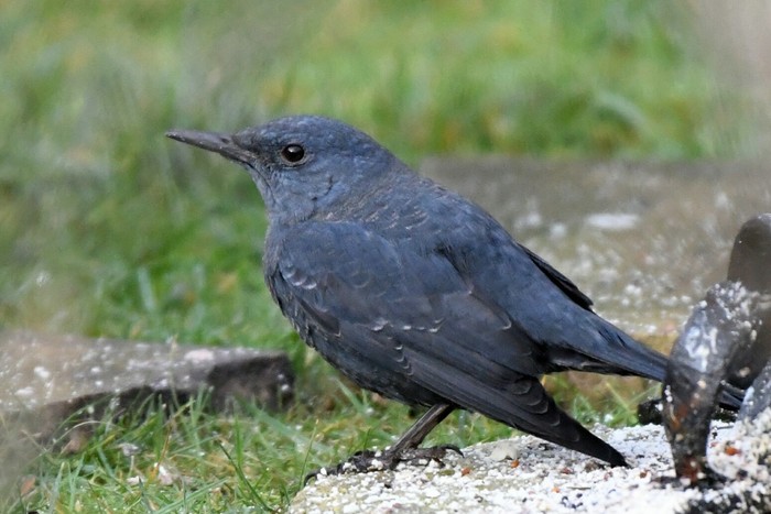 Blue Rock Thrush