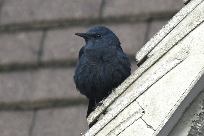 Blue Rock Thrush