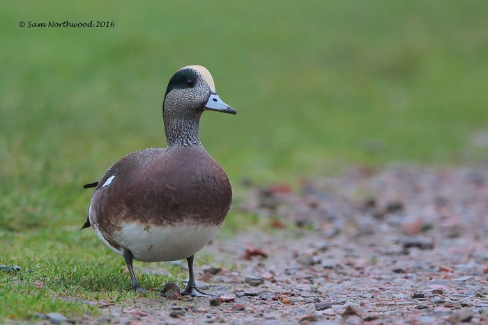 American Wigeon