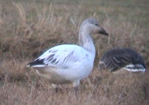 Snow Goose