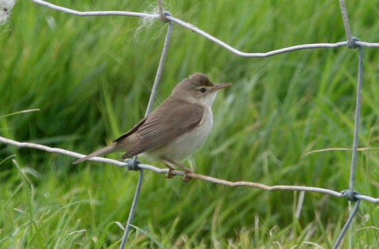 Marsh Warbler