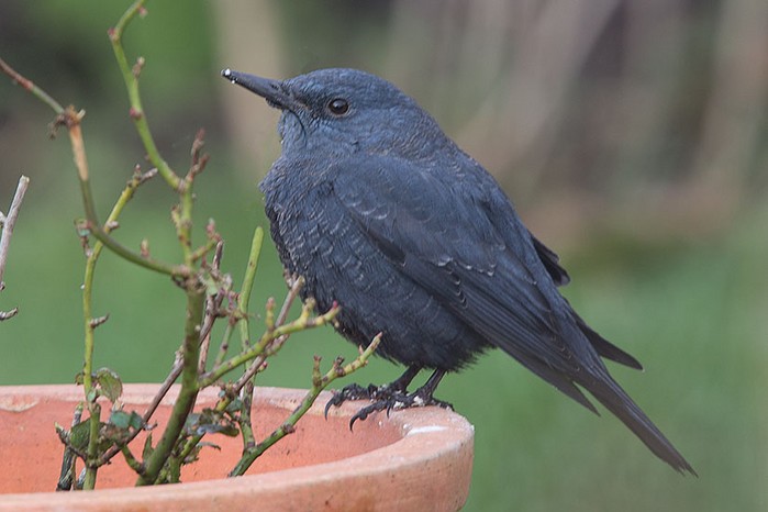 Blue Rock Thrush