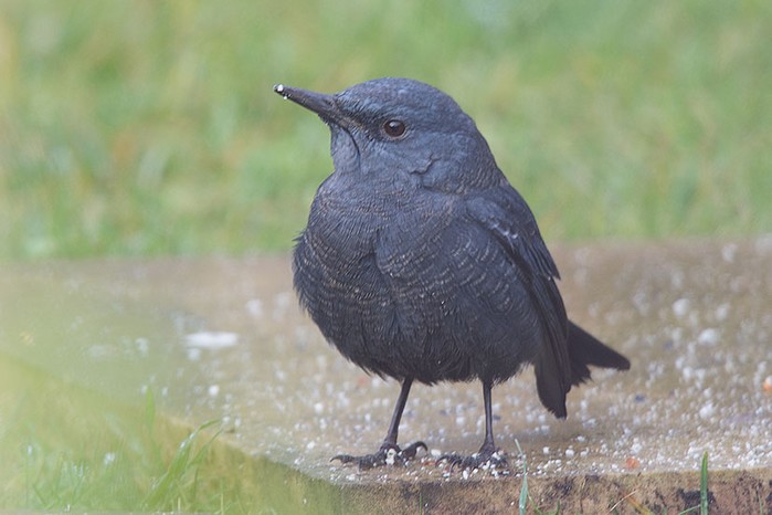 Blue Rock Thrush