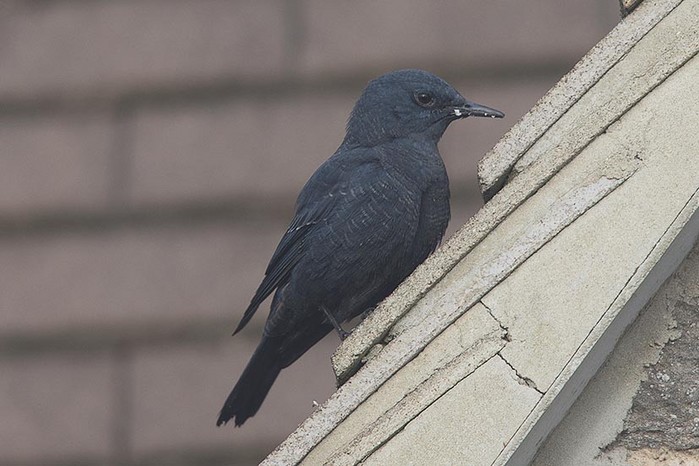 Blue Rock Thrush