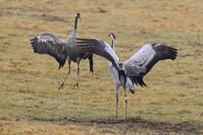 Common Crane