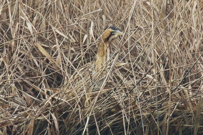 Bittern