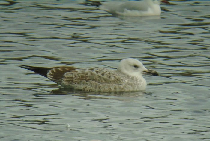 Caspian Gull