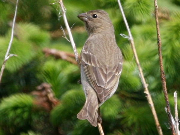 Common Rosefinch