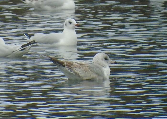 Ring-billed Gull