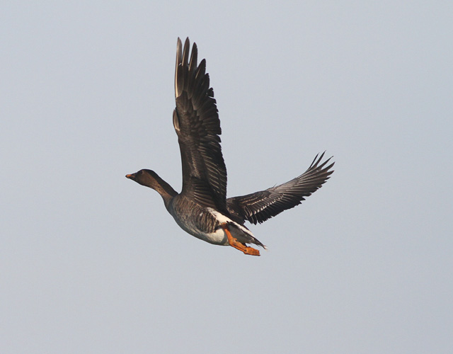 Tundra Bean Goose