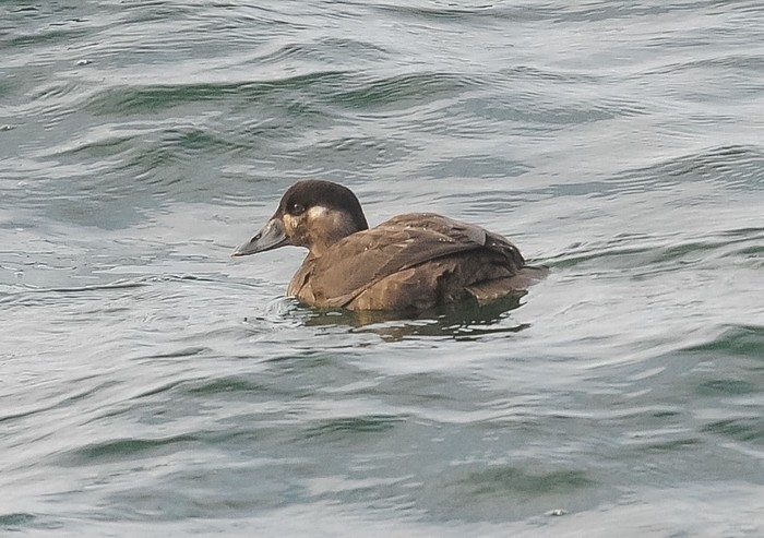 Surf Scoter