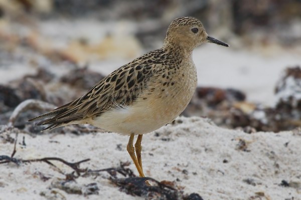 Buff-breasted Sandpiper