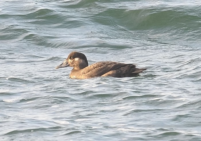 Surf Scoter