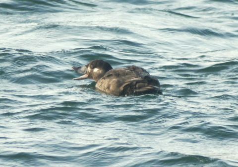 Surf Scoter